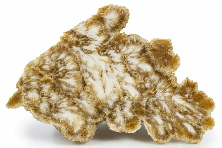 Polished Barite With Pyrite - Lubin Mine, Poland #346197